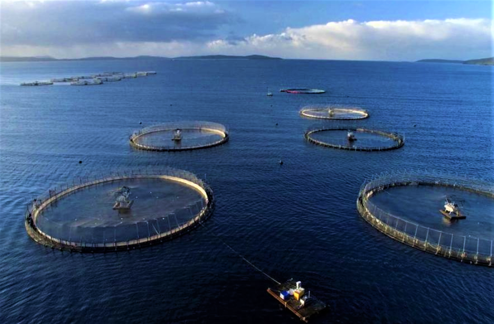 Qatar fights against climate change with expanded fish farming