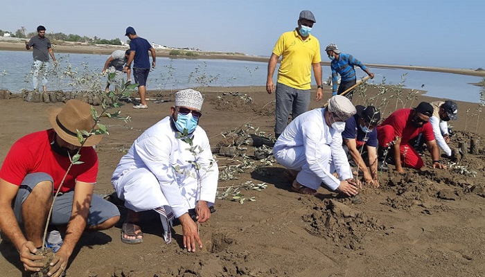 Over 900 mangrove saplings planted in Oman