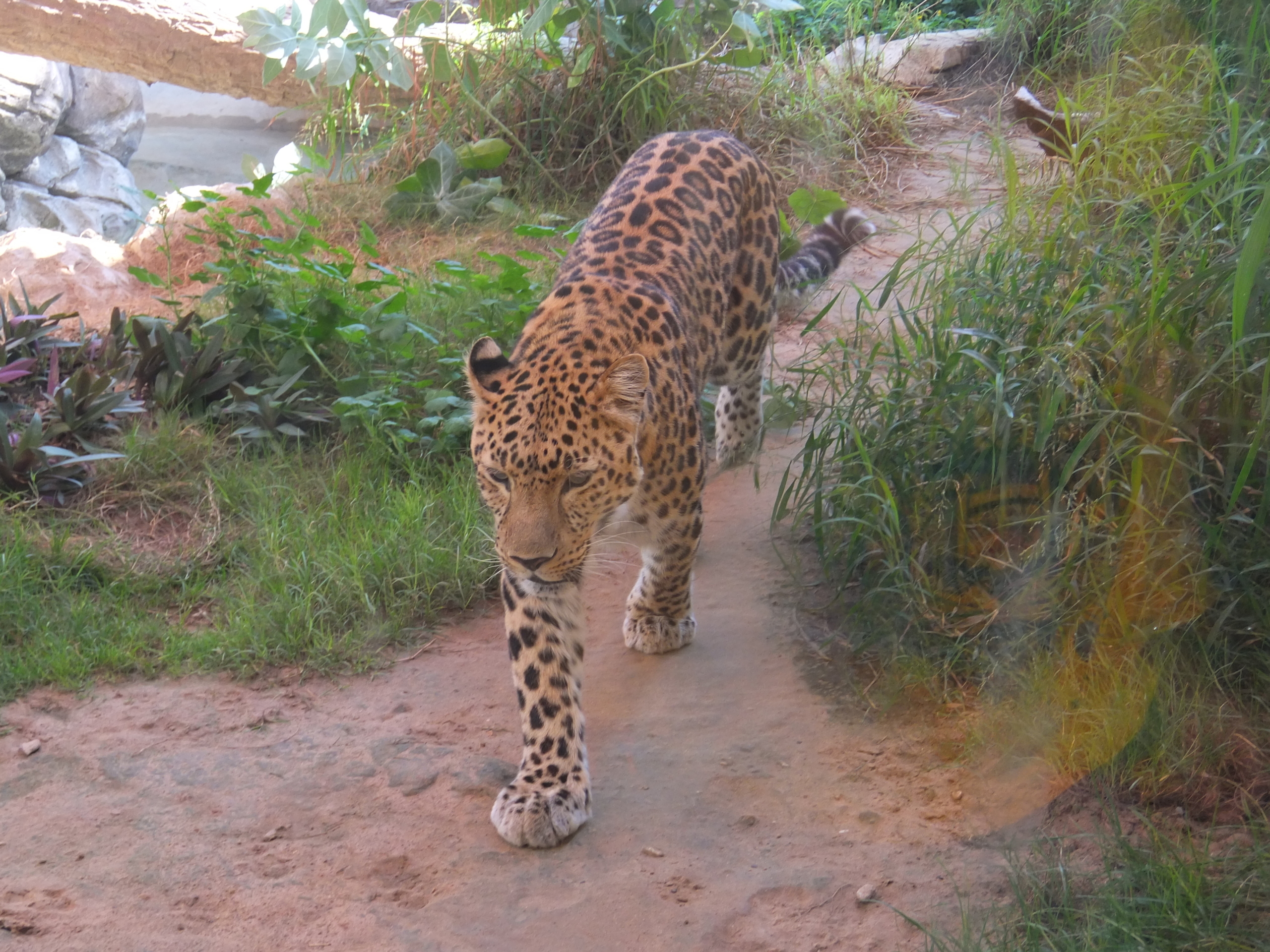 Arabian leopard found in Dhofar Governorate in Oman