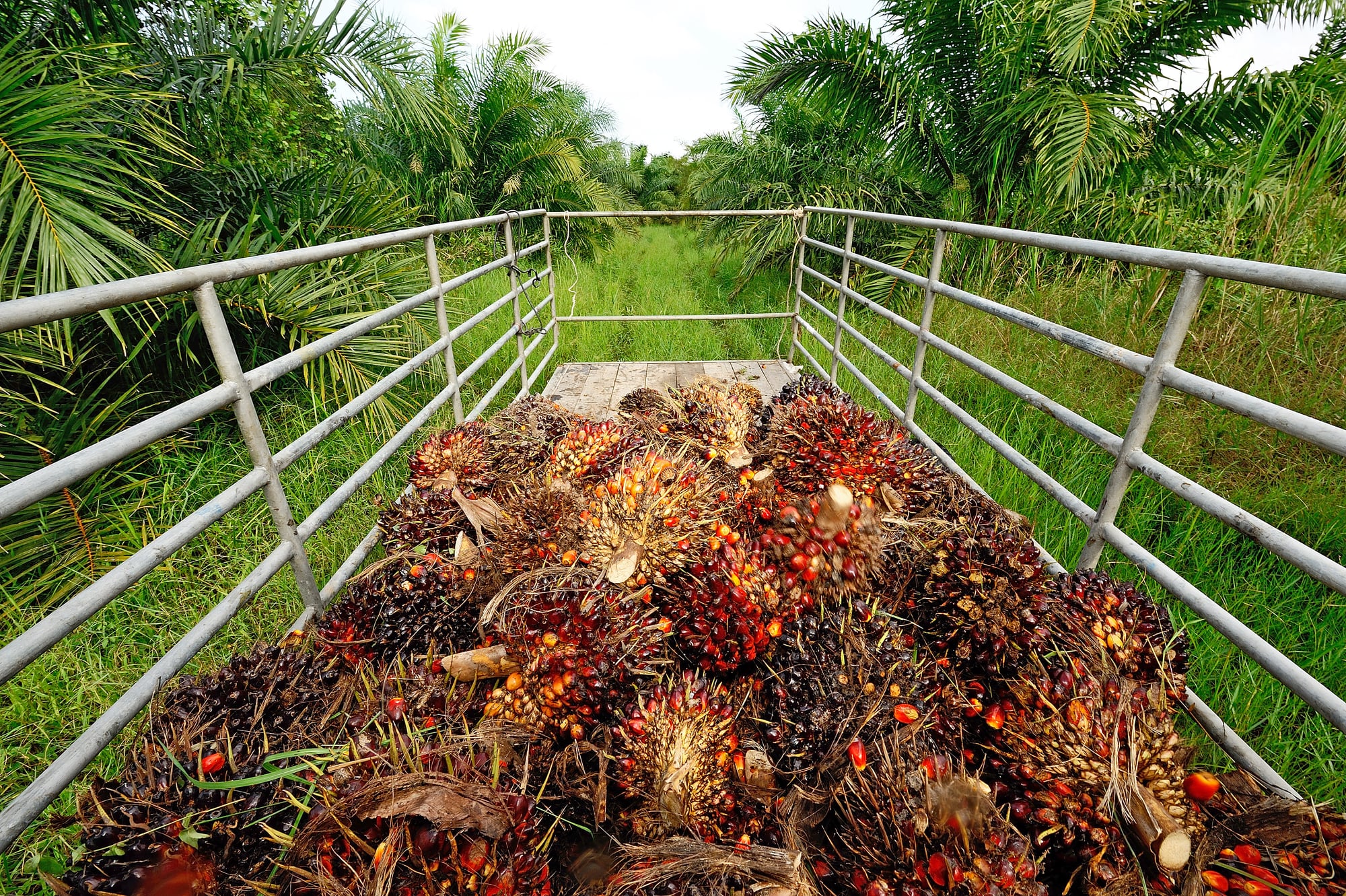 Sowing disaster. How does palm oil affect the environment?