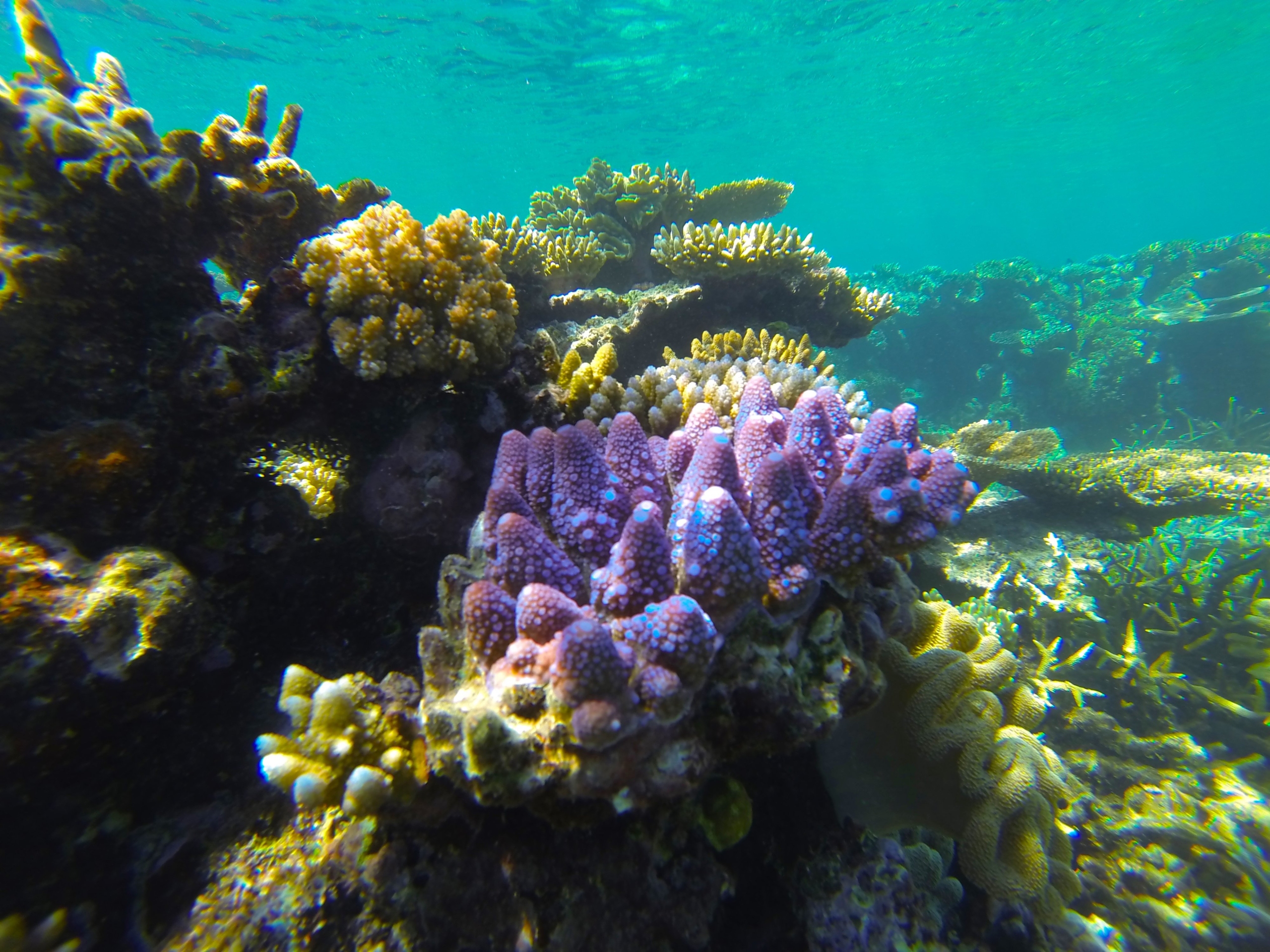 The UN has announced the threat of extinction of the Great Barrier Reef. Australia will challenge this conclusion