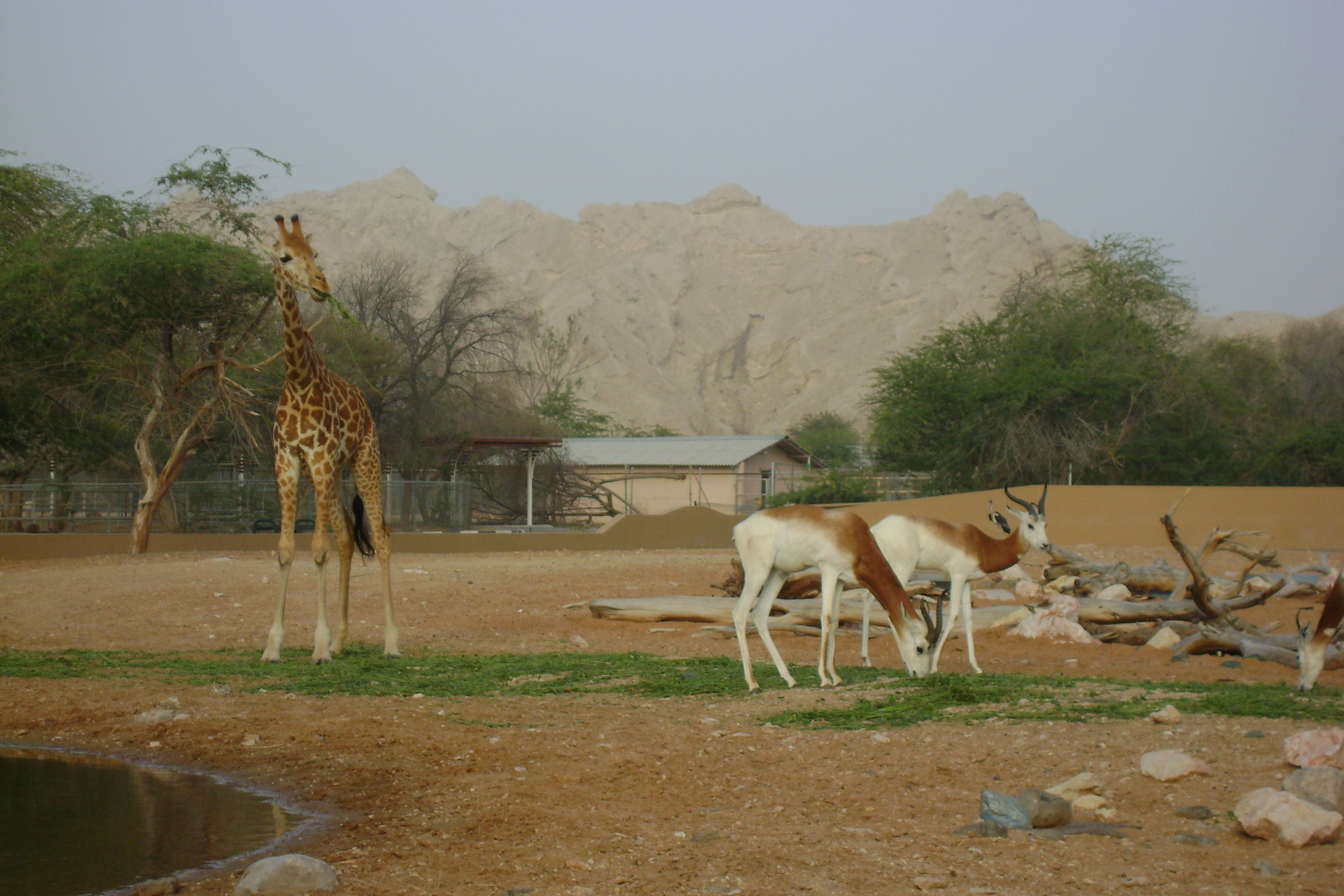 Al Ain Zoo announces offers covering over 60 government, private organizations