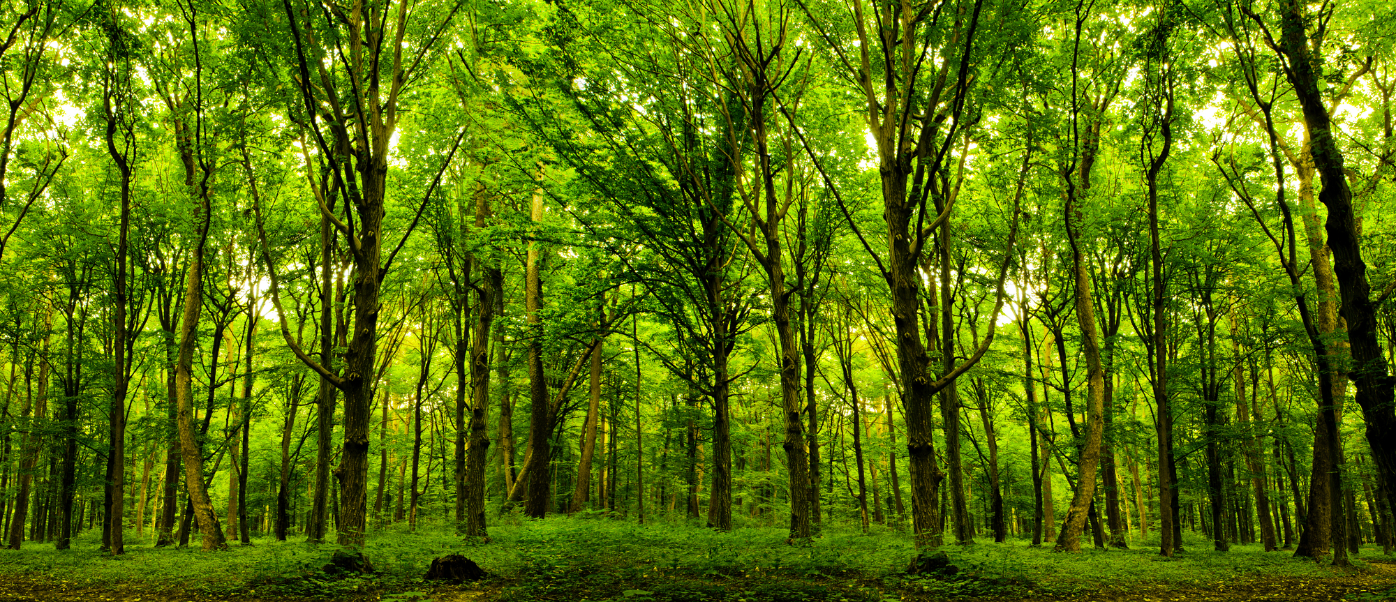 Three billion trees are planned to be planted in the EU by 2030