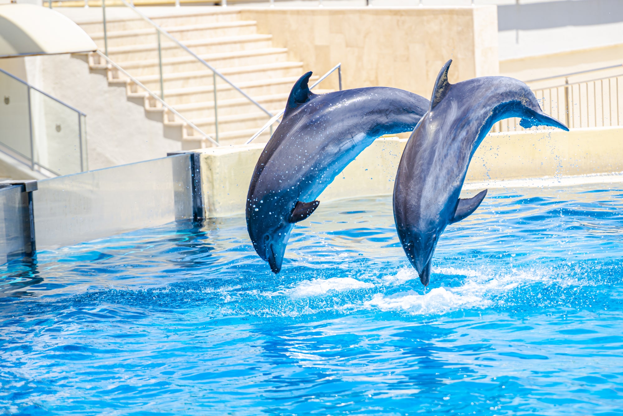 The deadly business: July 4th marks the World Day for Captive Dolphins