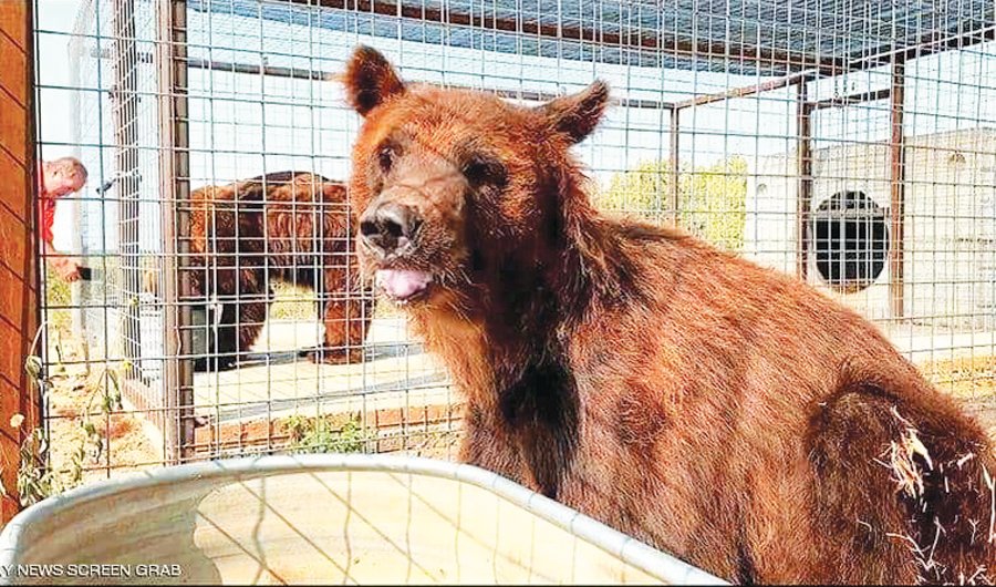 Endangered bears leave Lebanon for a better life in US animal sanctuary
