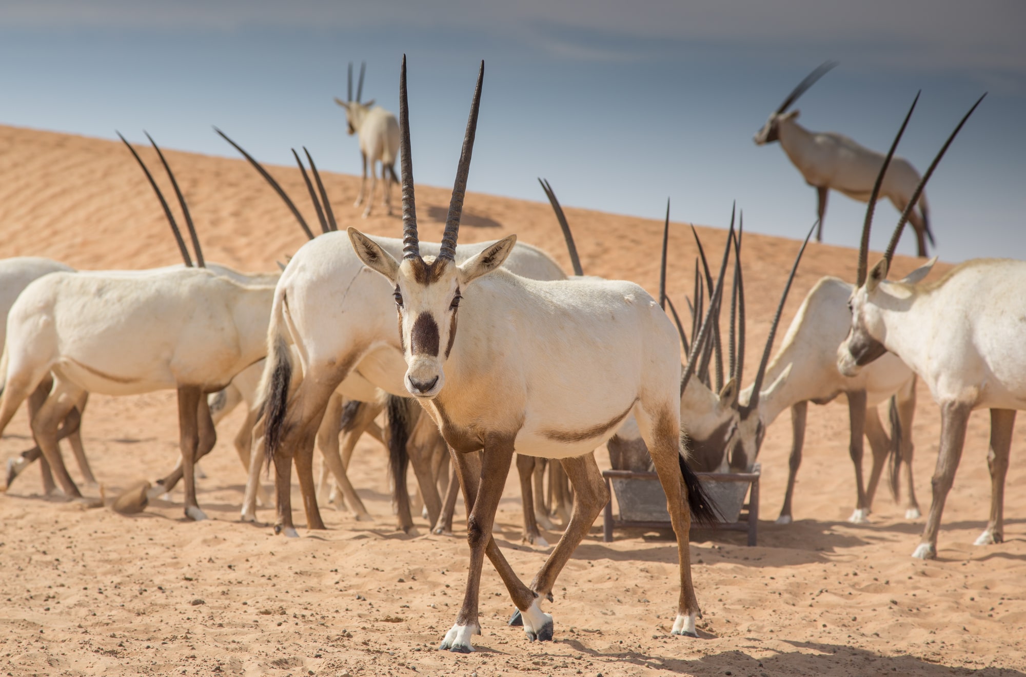 Arabian oryx numbers rise by 22% since 2007 in UAE