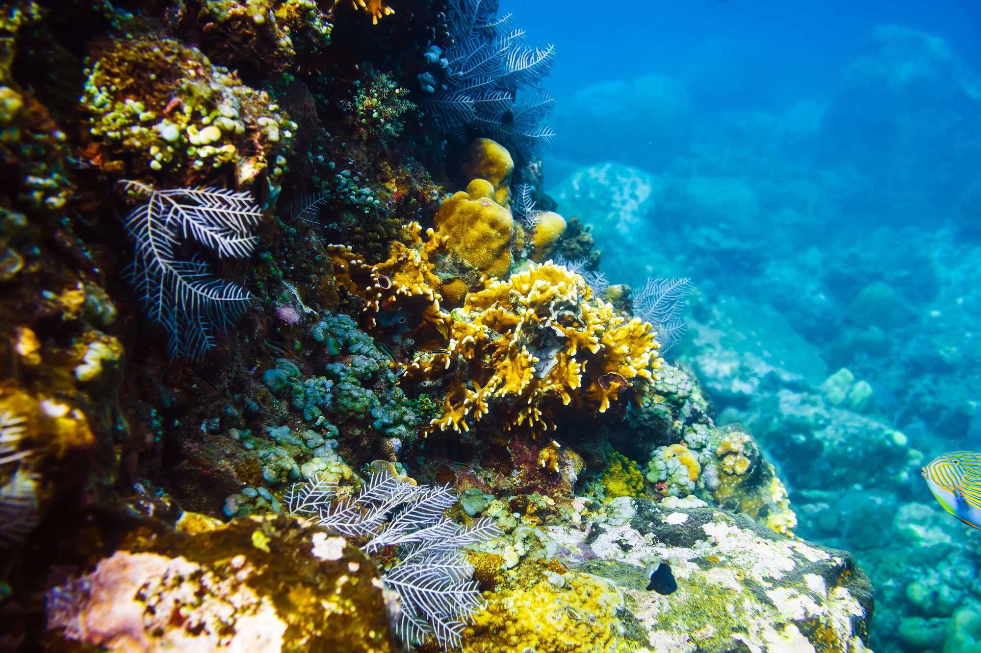 Abu Dhabi has launched the region’s largest coral reef rehabilitation project