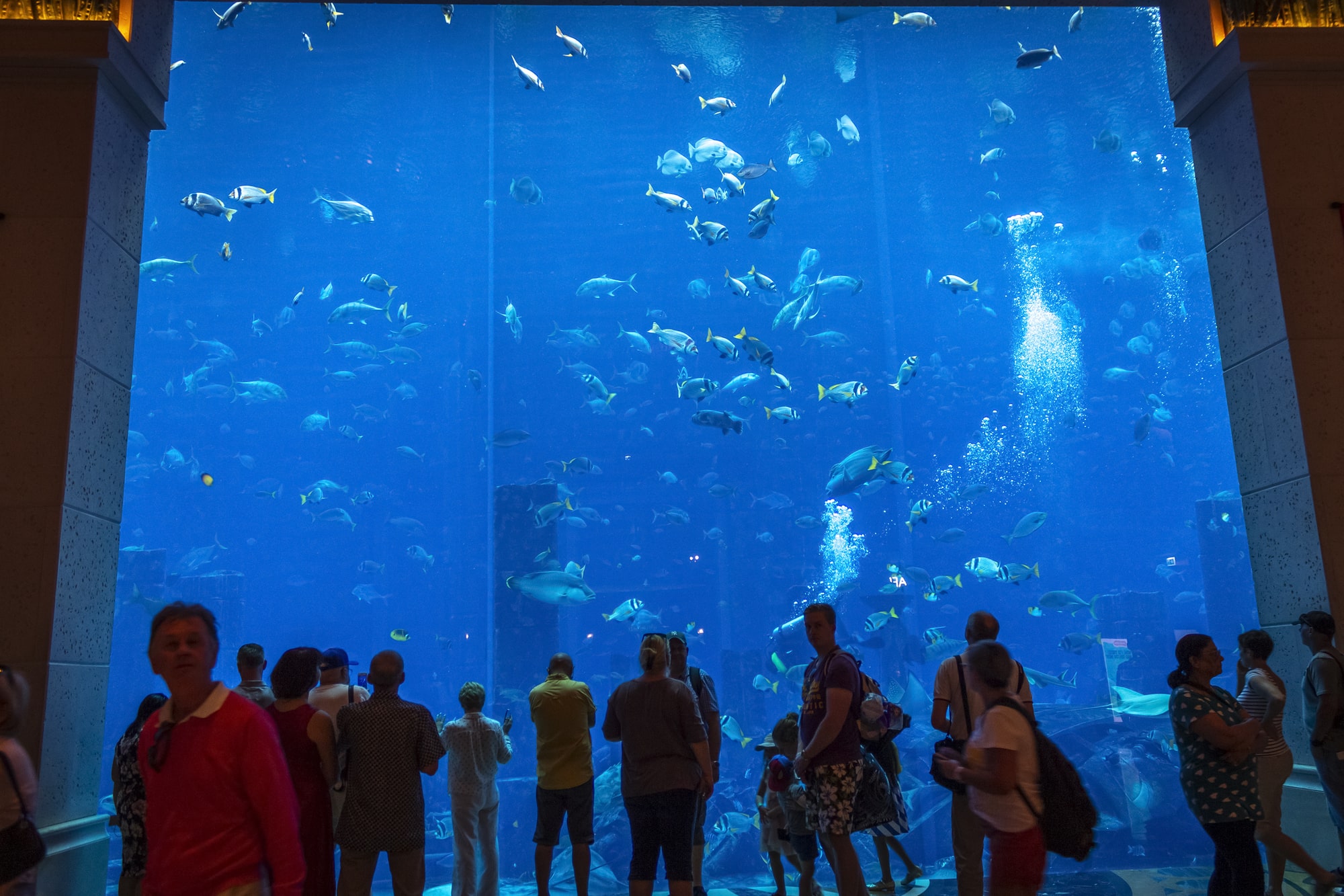 What’s wrong with the oceanariums? Pitfalls of water zoos