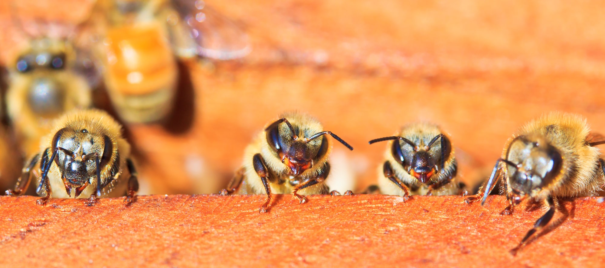 €65 thousand for killing a bee: a decision on how to save endangered bees