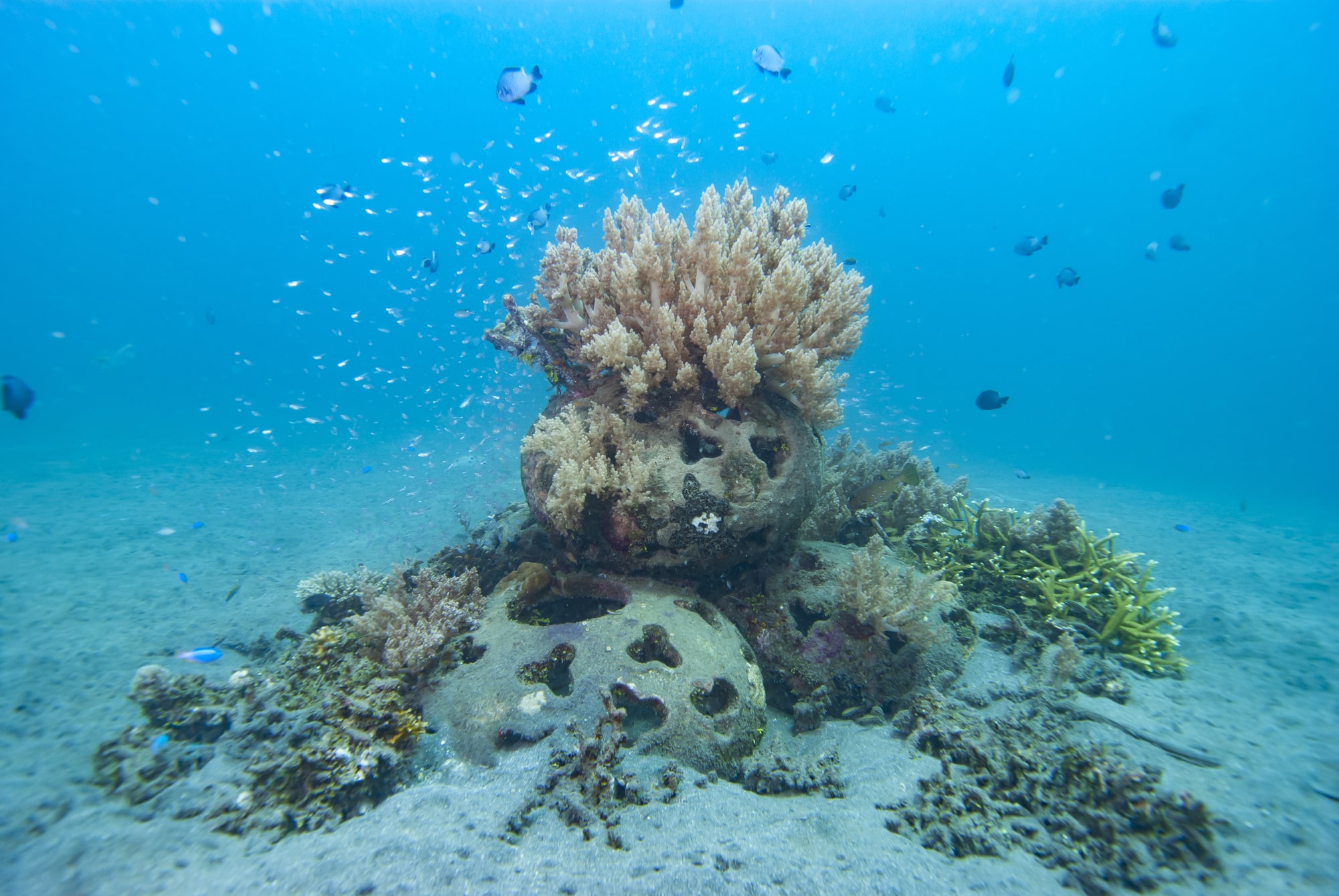 Over 14,000 artificial coral reefs in Oman