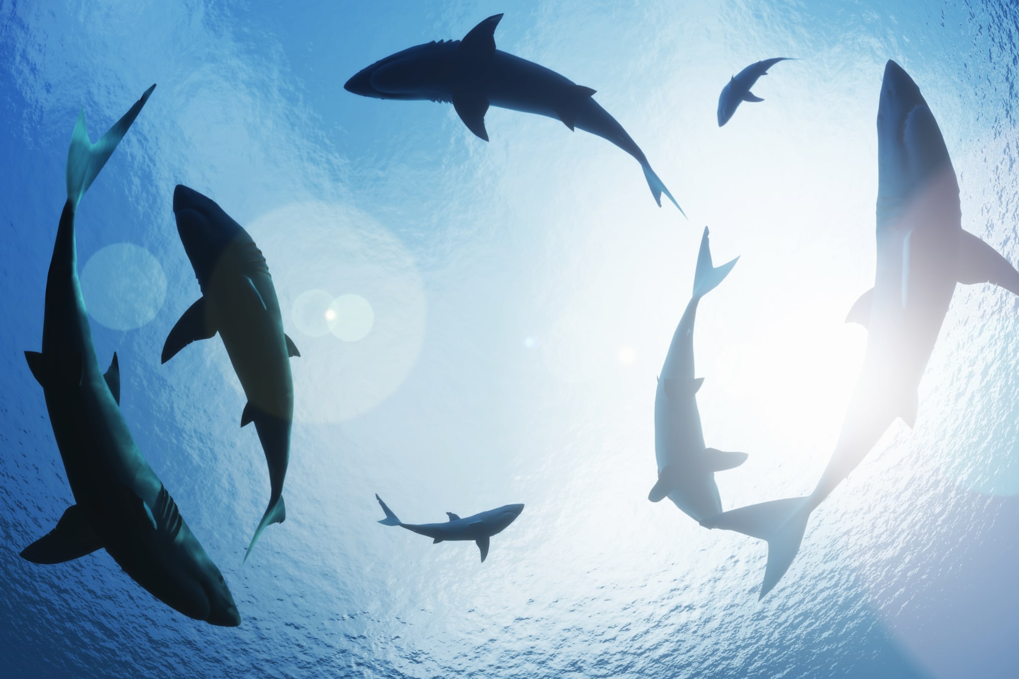 Sharks: Demystifying a misunderstood actor in the marine ecosystem