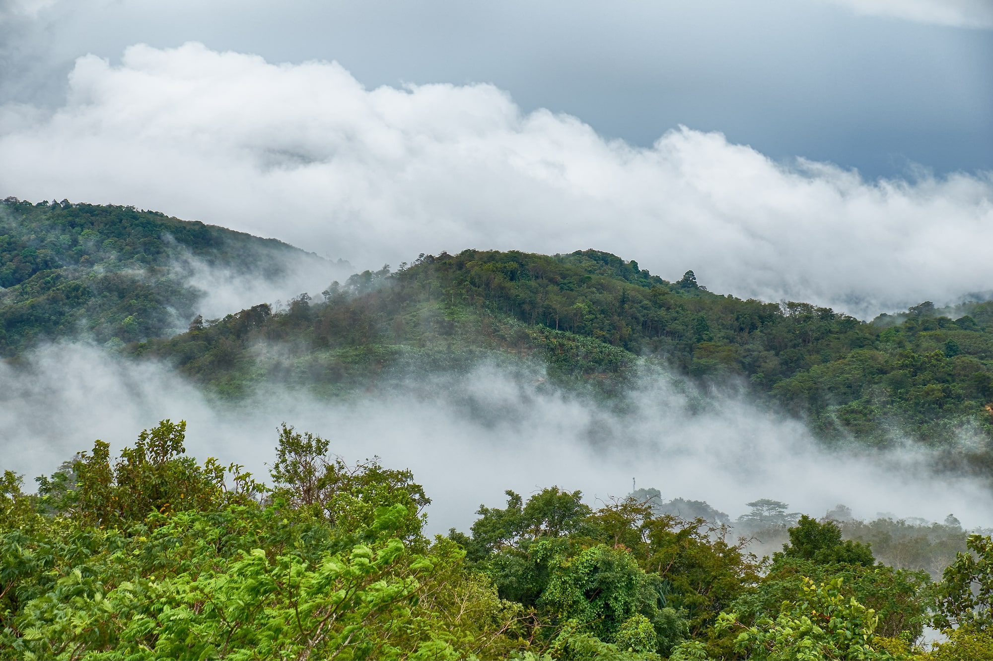 Forests can create clouds – scientists