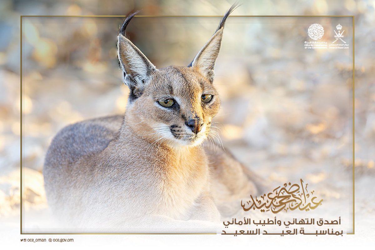 Oman Environment Conservation Office released digital postcards about wildlife