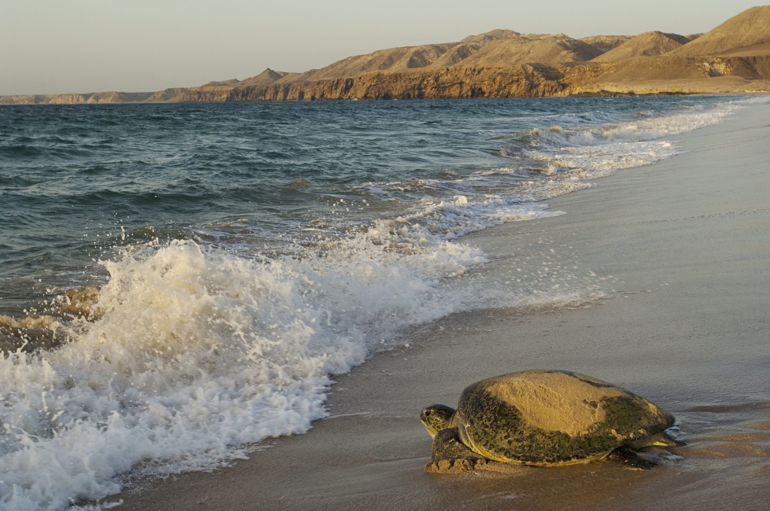 Work begins on turtle sanctuary in Ras al Jinz, Oman