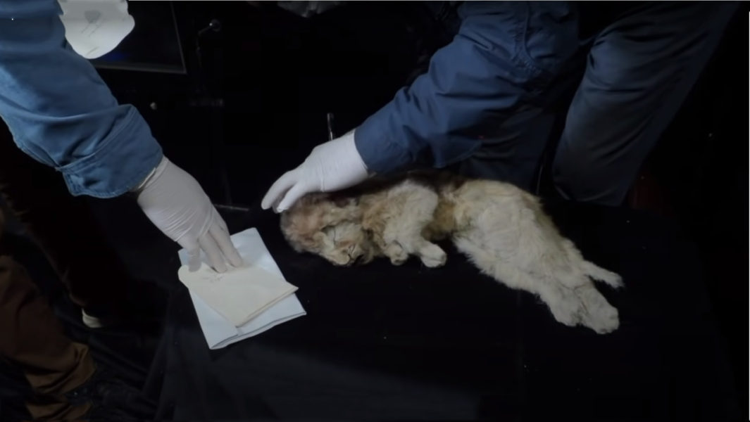 In Siberia, scientists found a well-preserved body of a cave lion 28 thousand years old