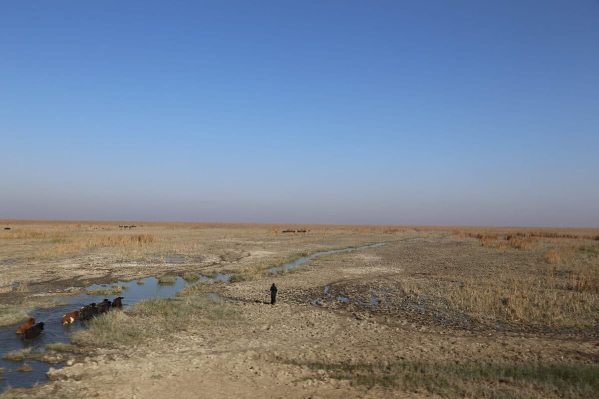 War, Mismanagement and Climate Change: Iraq’s Environment Pushed to the Brink