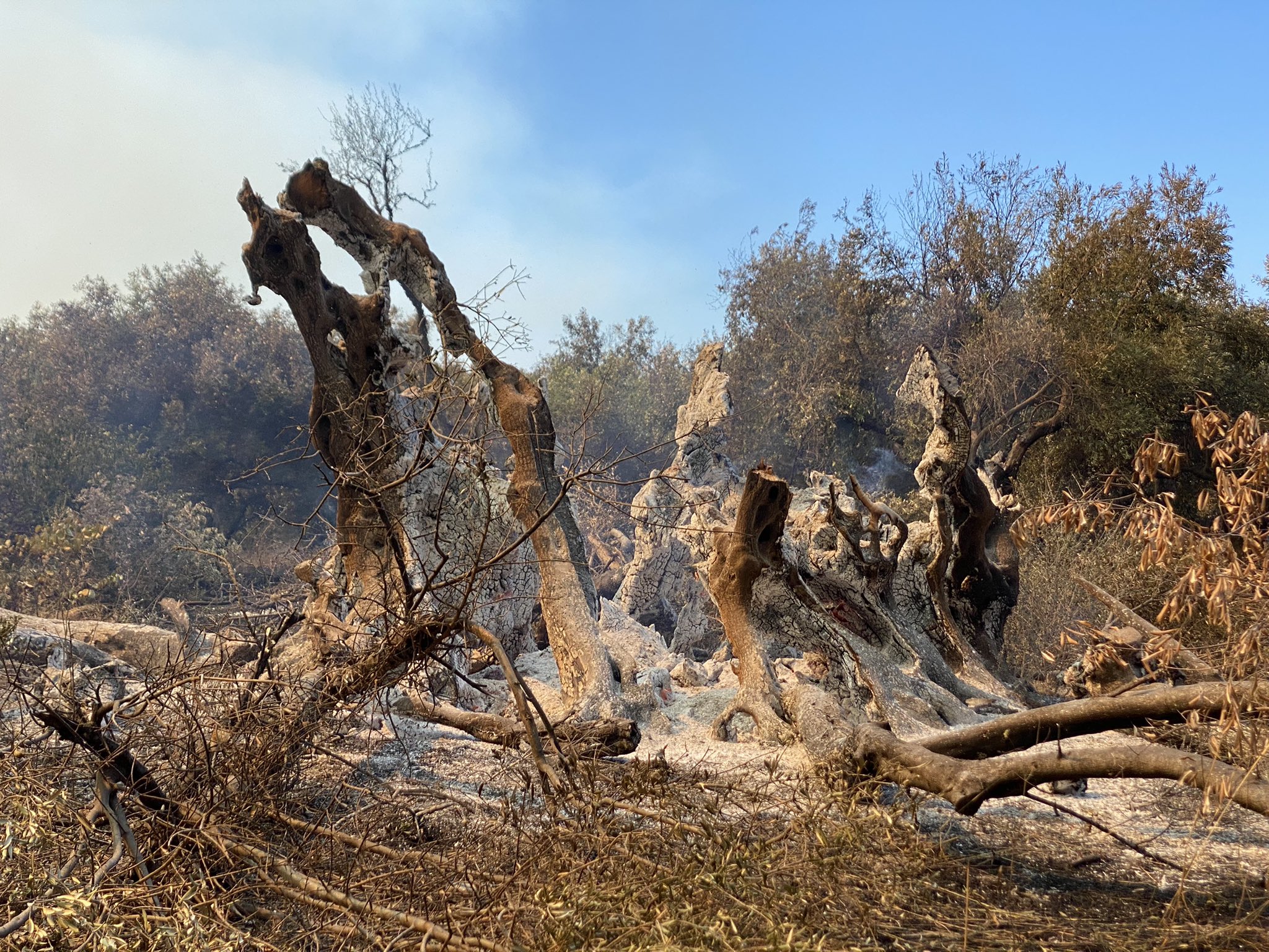 In Greece, a forest fire destroyed an olive tree that was 2.5 thousand years old