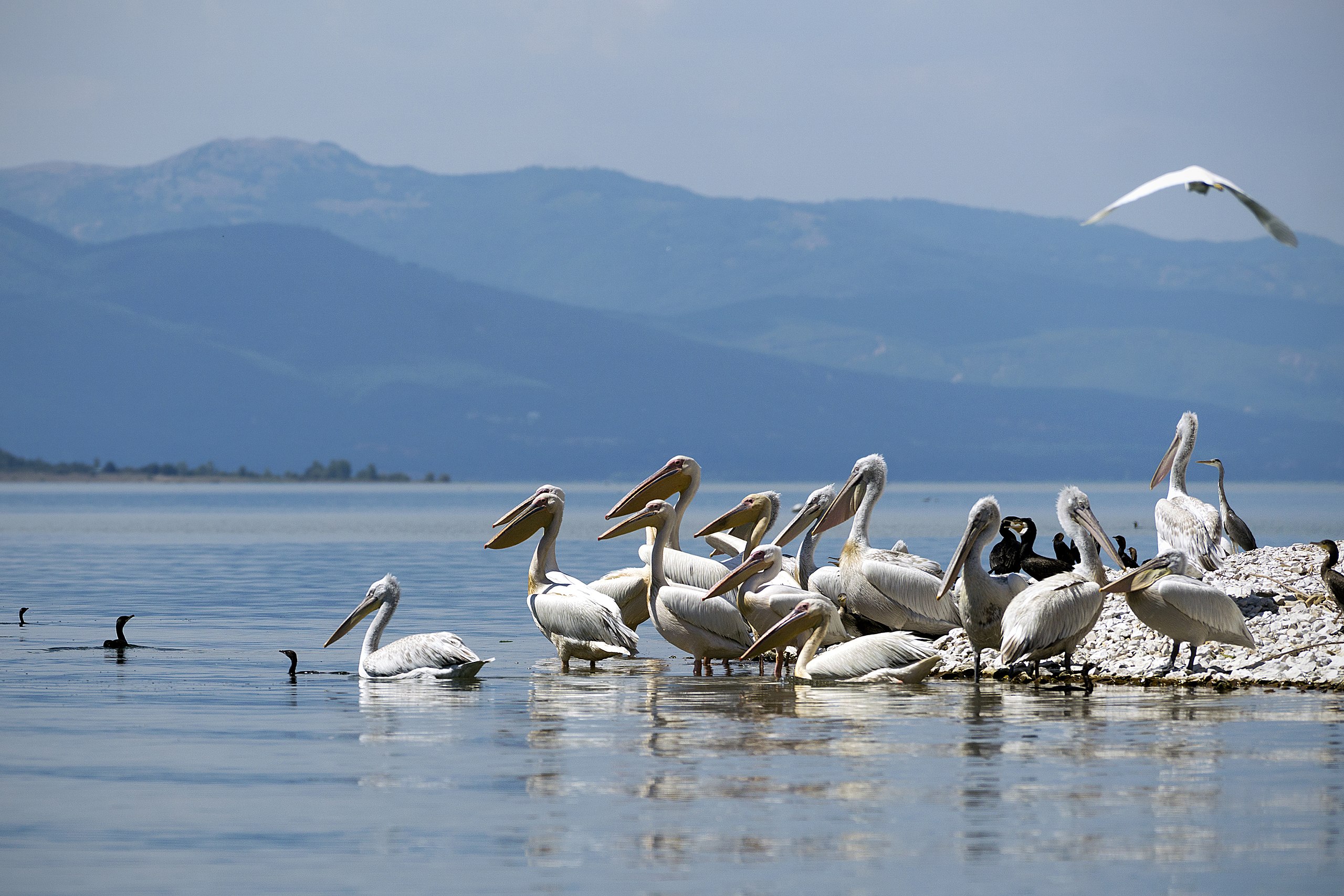 EAD, Wetlands International launch a new online portal for world’s waterbird populations