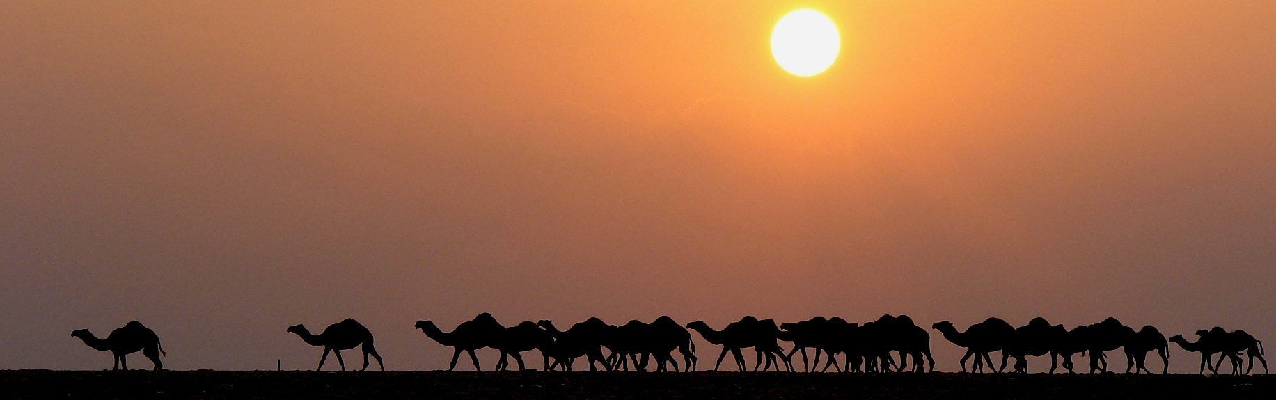 Creaturely empathy with desert animals: A Kuwaiti environmentalist’s social media experiment