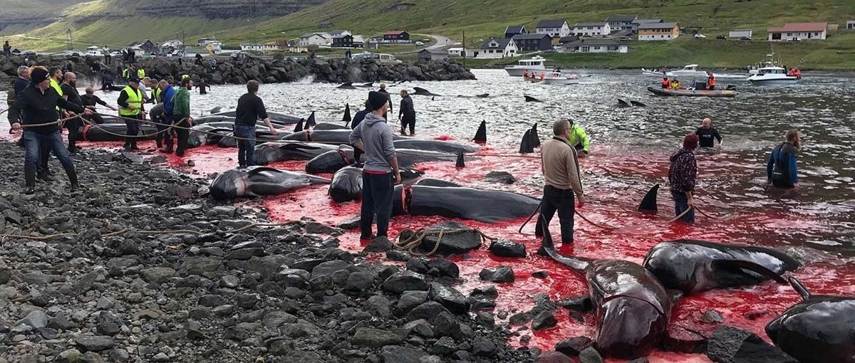 Hunters killed 667 pilot whales and 1428 dolphins in September in the Faroe Islands