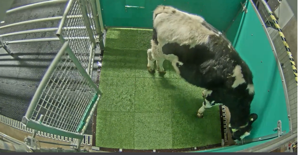 Scientists potty train cows to help save the planet