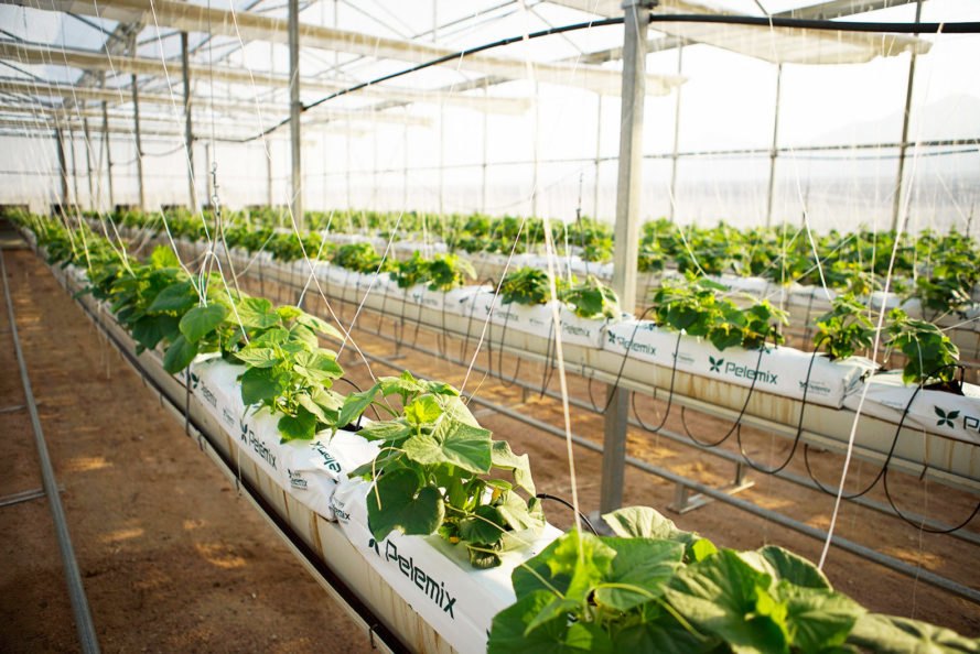 A 3-hectare desert farm in Jordan can grow about 130 tons of vegetables a year