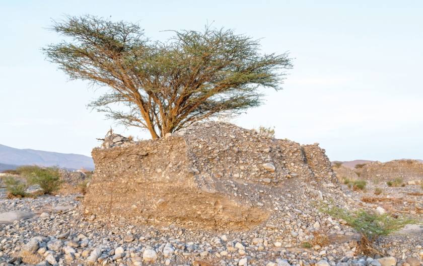 The humble acacia from Oman is a real survivor