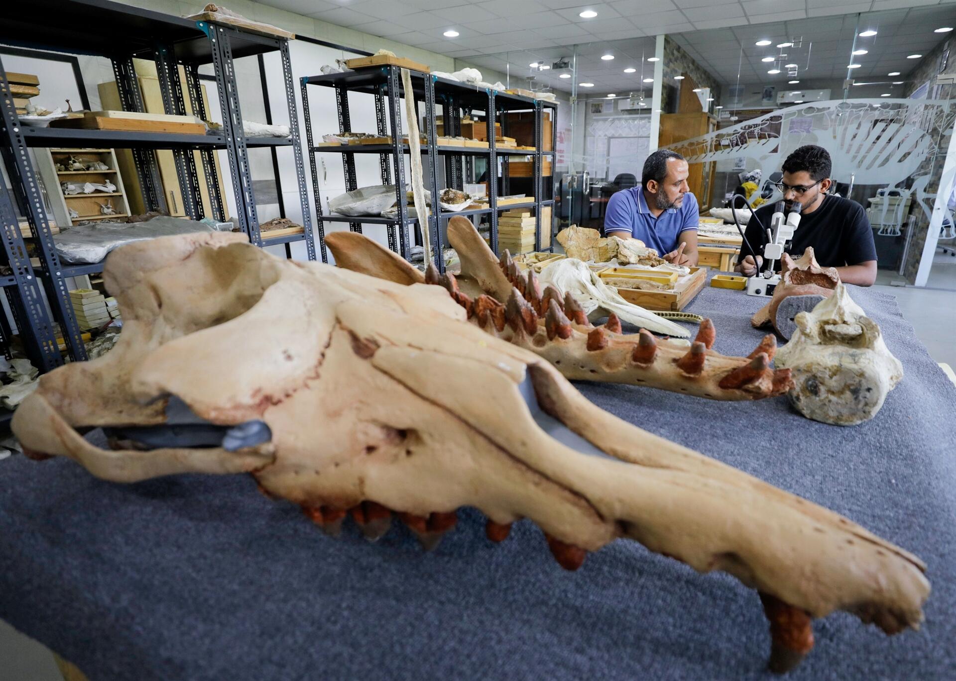 Fossil of previously unknown 4-legged whale found in Egypt