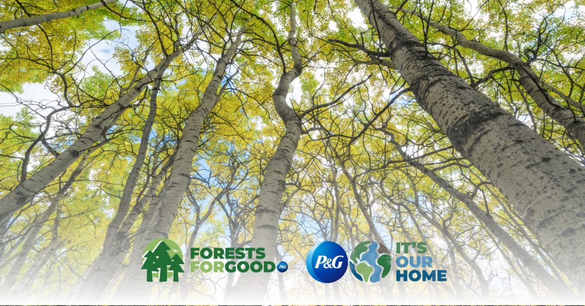 P&G and Carrefour join to plant 26 forests in the UAE
