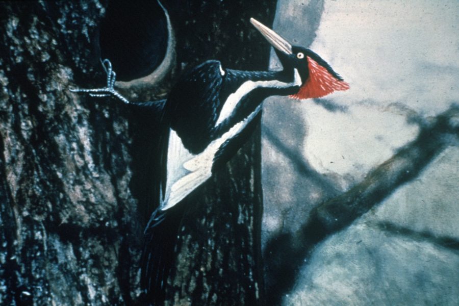 US to declare 23 species, including ivory-billed woodpecker, extinct – media