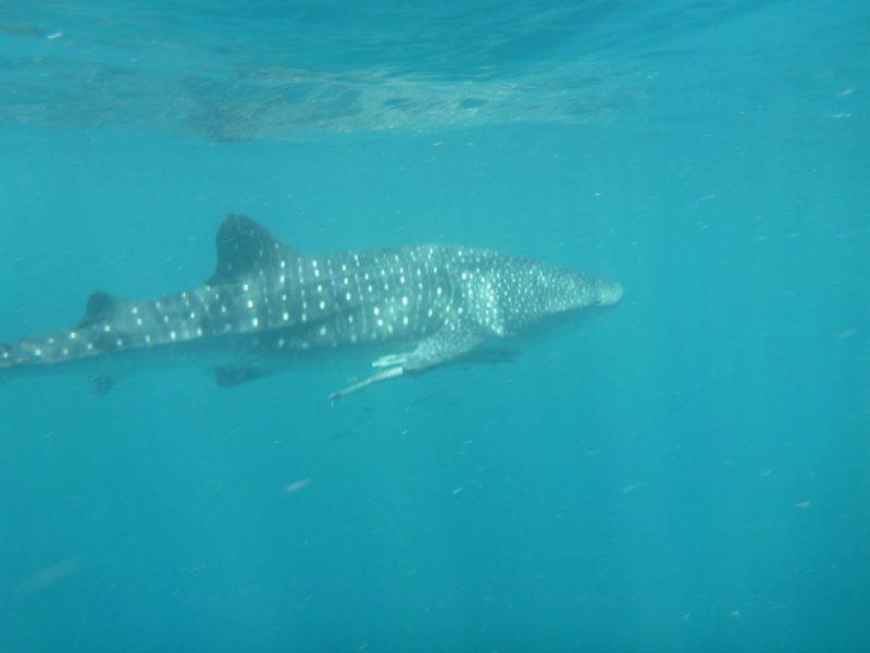 Best efforts to rescue whale shark beached in Oman come to naught