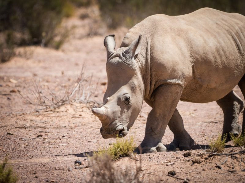 One of the world’s last two northern white rhinos dropped from race to save the species
