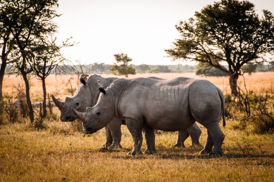 How man killed all the rhinos