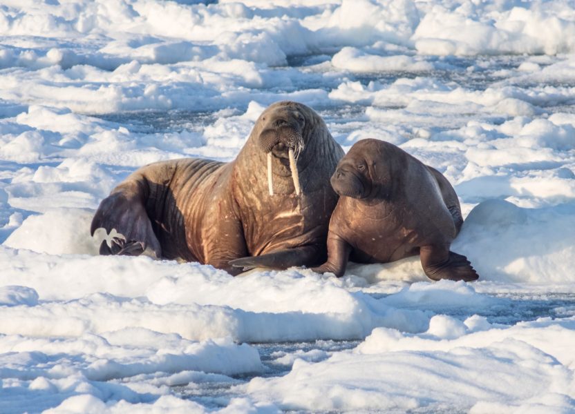 WWF recruits a team of walrus detectives