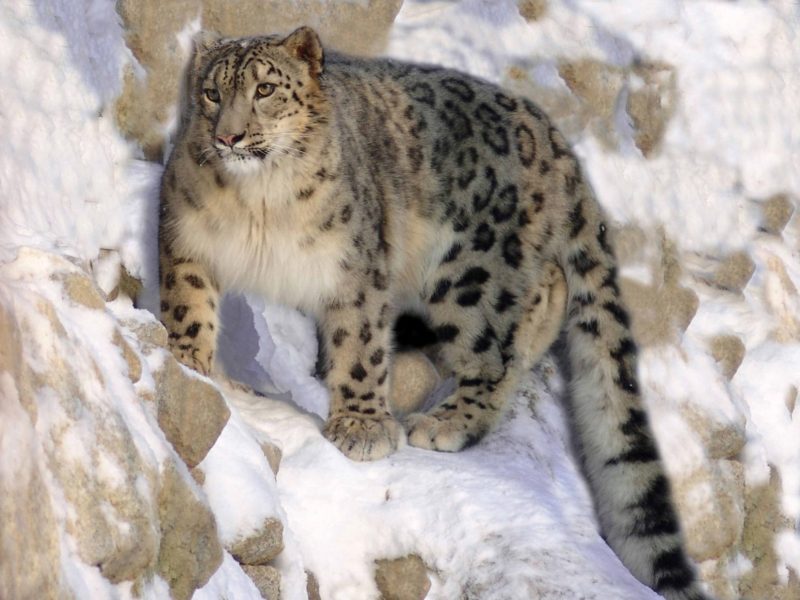International Snow Leopard Day: hope and concern for the beautiful cat