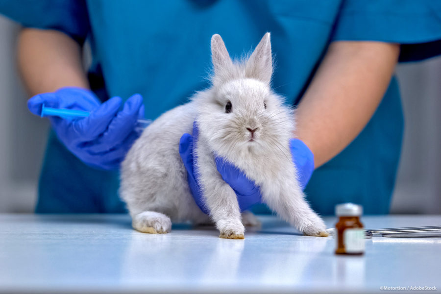 Beauty without victims: why animal experiments should be banned