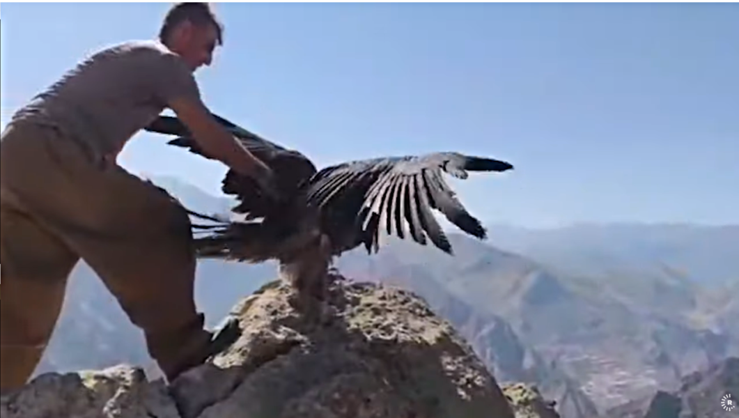 Kurdish environmentalists release vulture back into the wild in Iran