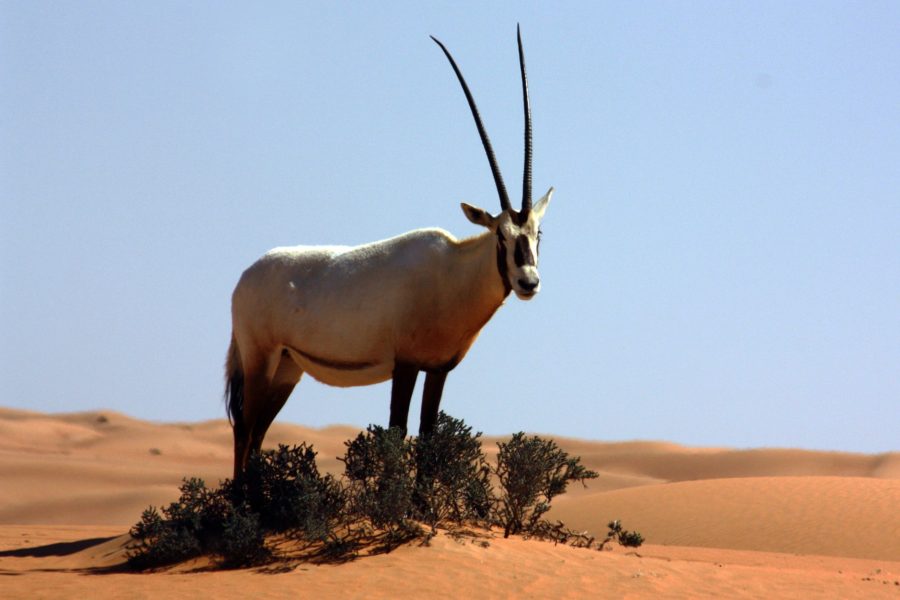 Arabian oryx returns to the wild in Saudi Arabia