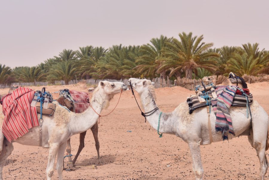 Al Dhafrah Festival’s Razin Camel Beauty Pageant started on November 25