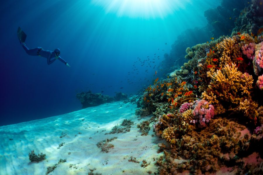 What’s being done to protect Qatar’s coral reefs