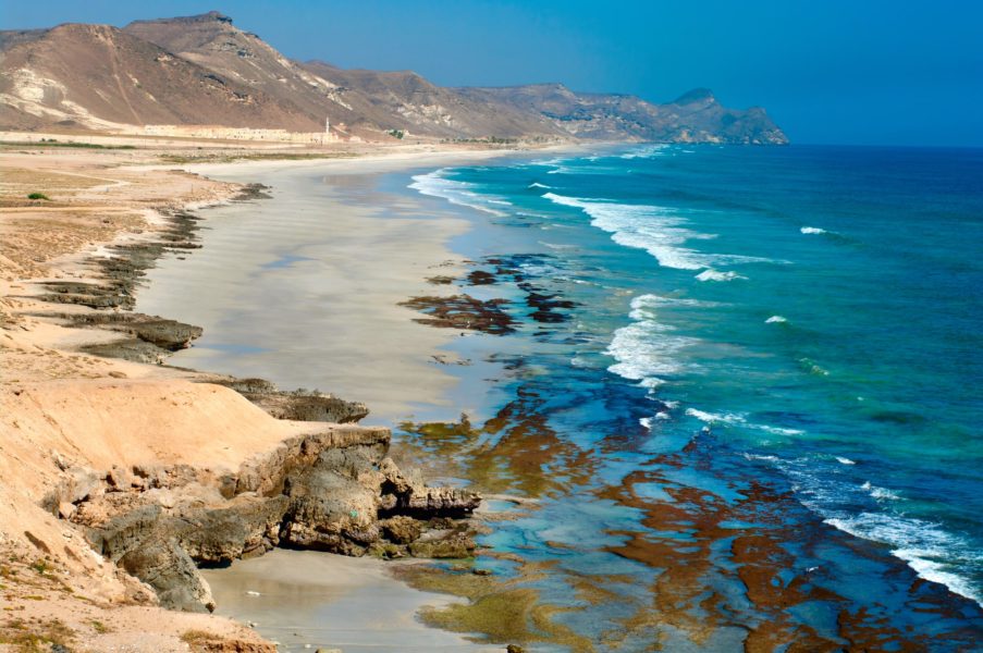 Nearly 20 species of wild plants present at Salalah Creek Reserve in Oman