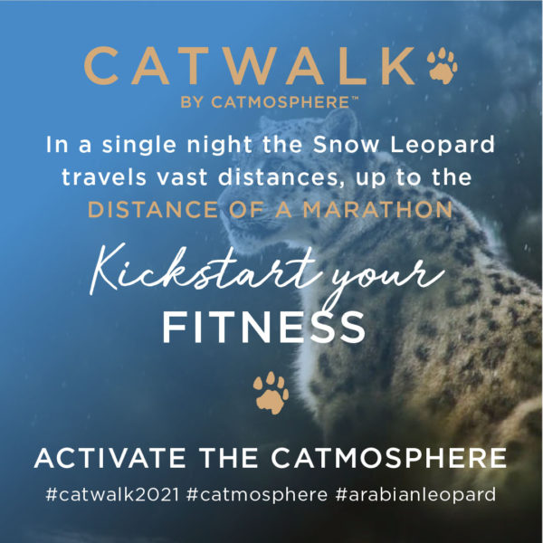Anticipation builds for ‘Catwalk’ as international entities sign up to support big cats