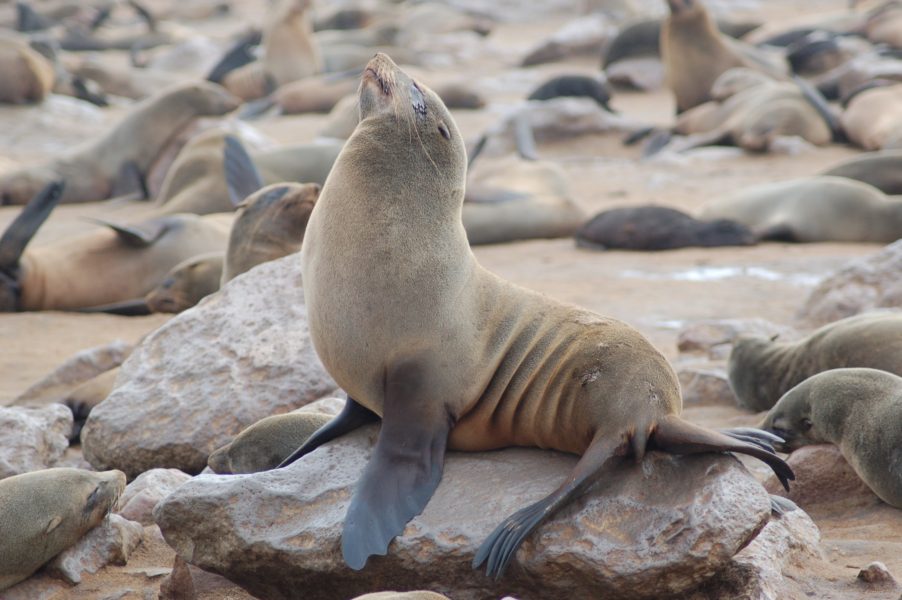 South Africa investigates seal deaths along Cape coast