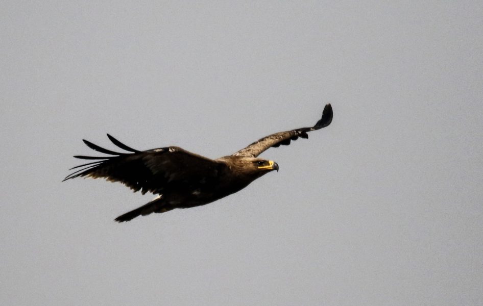 200 Steppe Eagles spotted in Dhofar