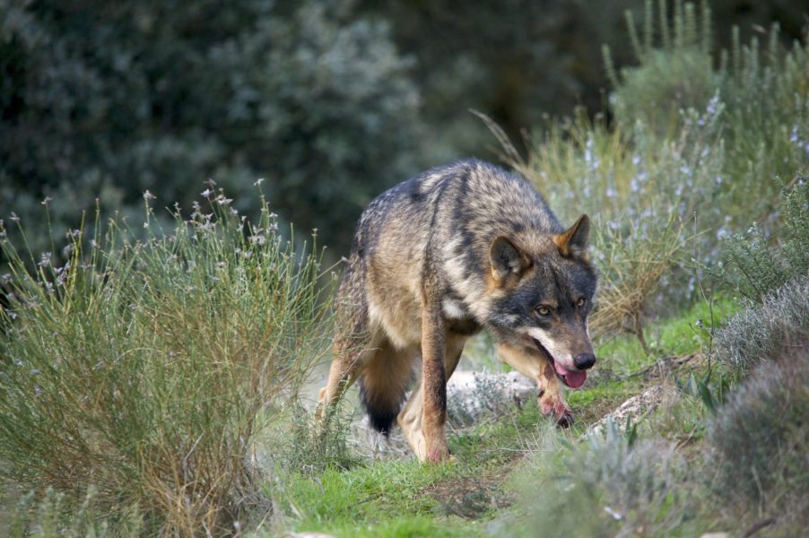 French zoo closed temporarily after pack of nine wolves escape