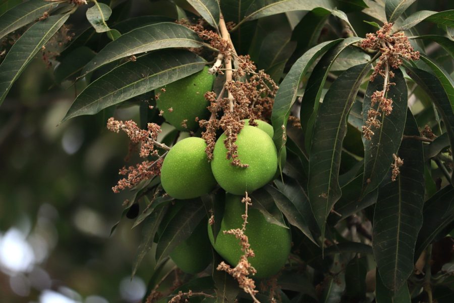 Palestinian olives and Egyptian mangoes: The crops climate change threatens