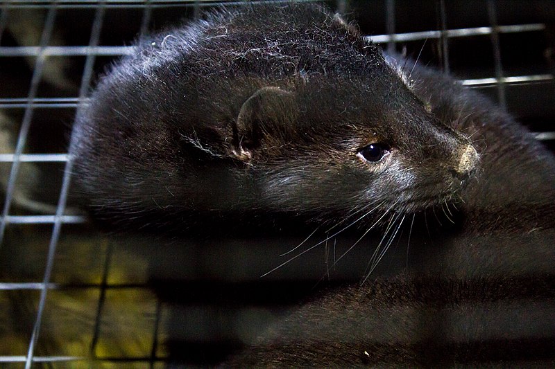 Italy has adopted a “historic” ban on fur farms, the last of which will close in 6 months