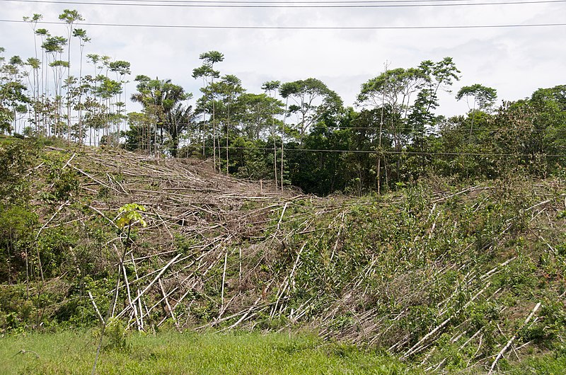 The European Union may ban the import of goods related to deforestation