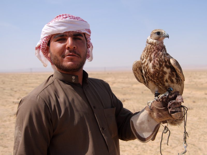 Preserving and protecting Saudi Arabia’s falcon population