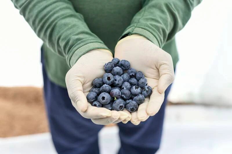 Inside the UAE’s only farm growing super-sized blueberries